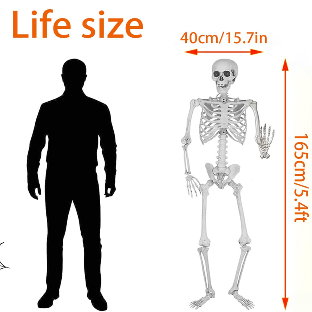 Life Size Posable Skeleton Halloween Decoration J325