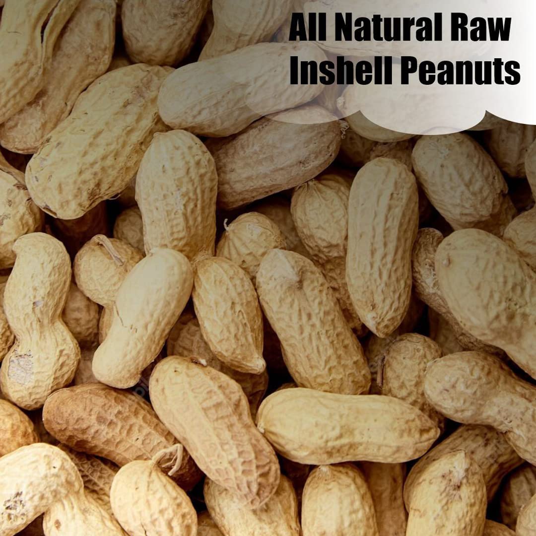 In-Shell Peanuts 8 lbs X293631