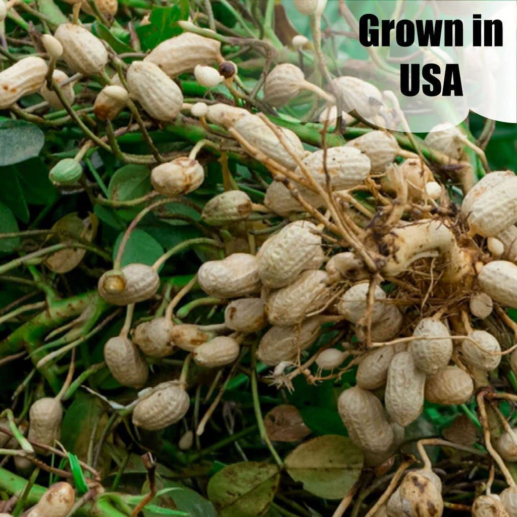 In-Shell Peanuts 8 lbs X293631