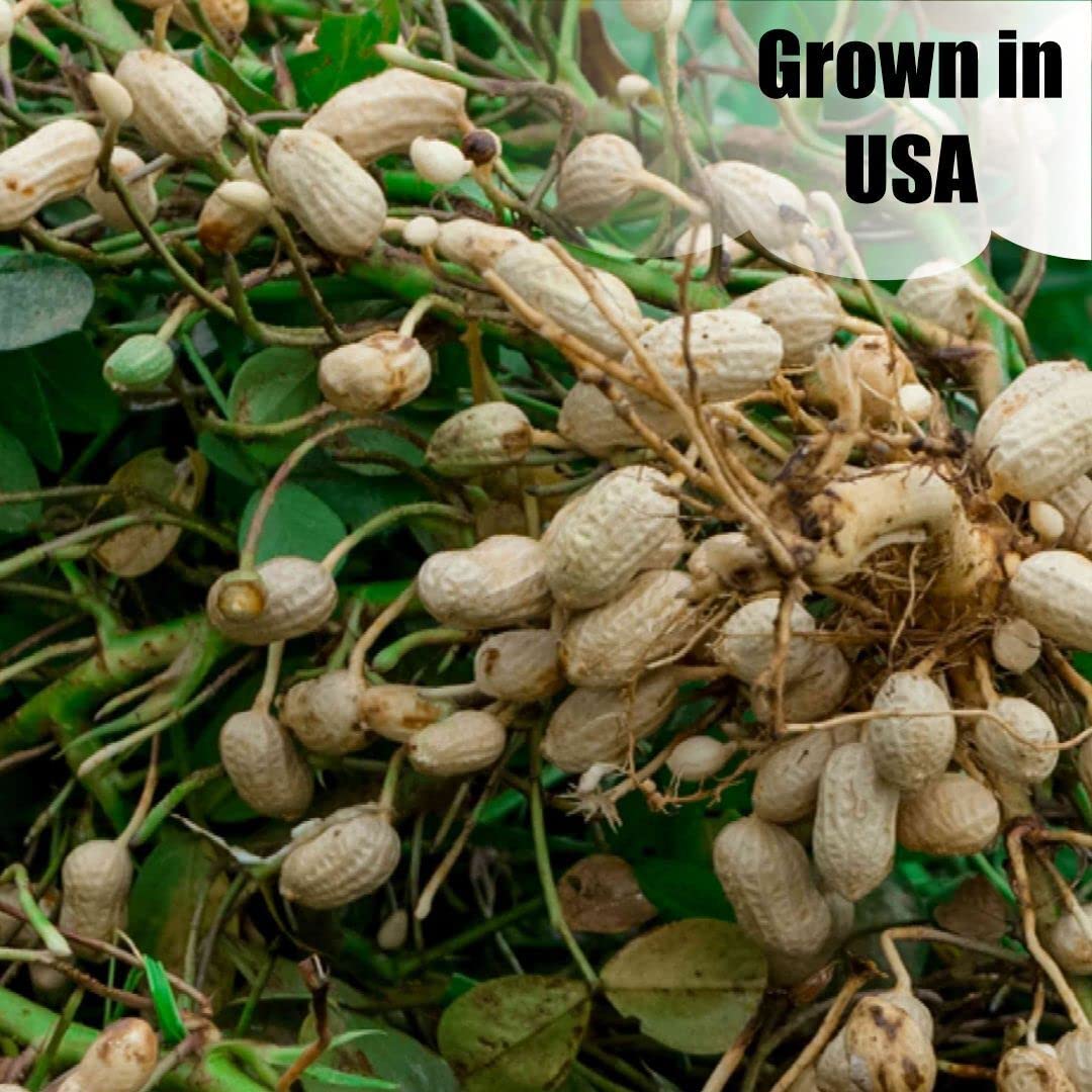 In-Shell Peanuts 8 lbs X293631